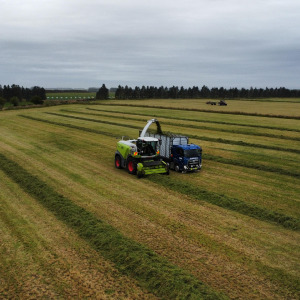 Silage 